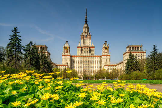 The main building of Moscow State University on a background of yellow flowers