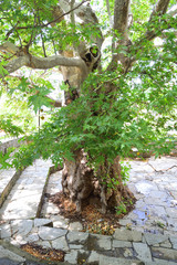 Urban garden - Platanus (plane tree) in Chora, Samothraki island, Greece, Aegean sea