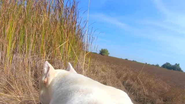 Pov view of a Dogo Argentino running and playing with other dogs on a field