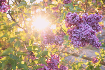lilac flowers in the garden - Powered by Adobe
