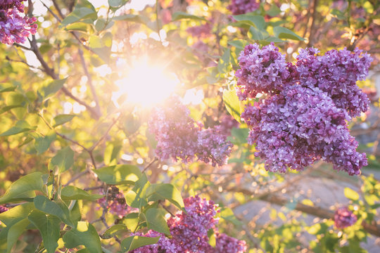 lilac flowers in the garden