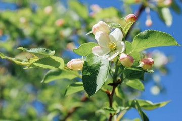 blooming apple tree