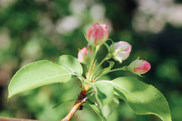 green plant in the garden
