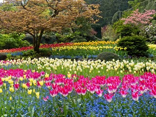 Lush garden blooming in the spring with colorful tulips on the flower beds