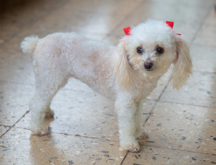 White Puppy with red bows