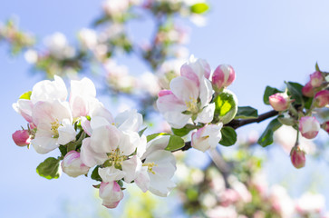 White and pink apple tree flowers in springtime. Blurred floral background. Apple blossom in early spring.