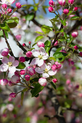 White and pink apple tree flowers in springtime. Blurred floral background. Apple blossom in early spring.