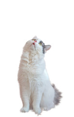 a fluffy white cat sits and looks up at a white background