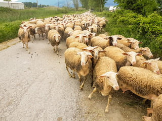 sheeps flock in the road passing gazing in spring