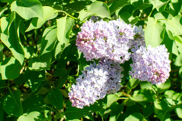 spring lilac branches blooming in the sky