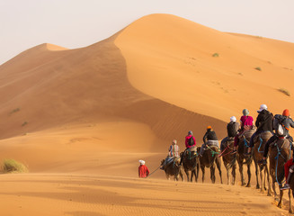 Camels caravan in the dessert of Sahara with beautiful dunes in background. Morocco