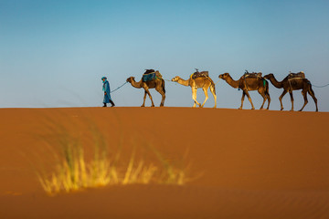 Camels caravan in the dessert of Sahara with beautiful dunes in background. Morocco