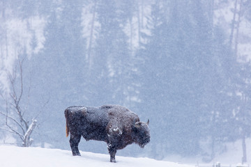 Bison or Aurochs in winter season in there habitat. Beautiful snowing