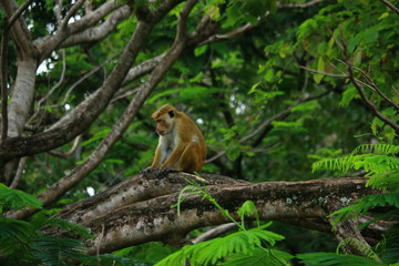 Animals of Sri Lanka Monkey Species 
 Best Tour Sri Lanka