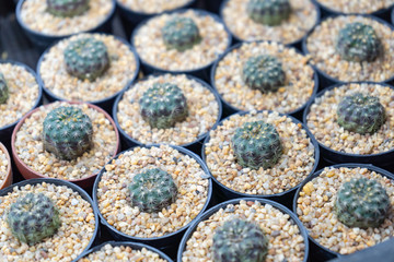 Mini Cactus pots in a garden