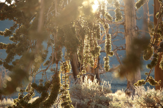 Sunlit pine branches in the Ancient Bristlecone Pine Forest