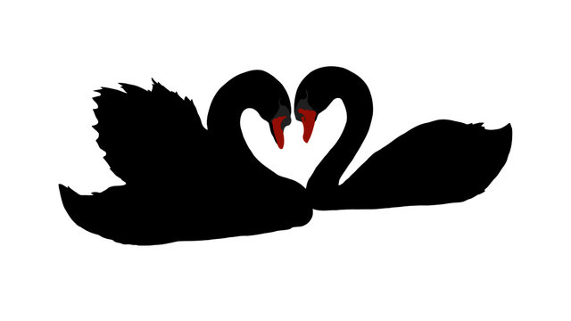 black swan bird vector png illustration drawing image for design