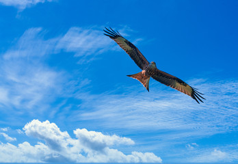 The majestic beauty of a buzzard in flight over the shores of the Upper Zurich Lake, Switzerland.