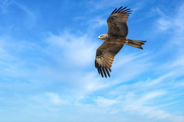 The majestic beauty of a buzzard in flight over the shores of the Upper Zurich Lake, Switzerland.
