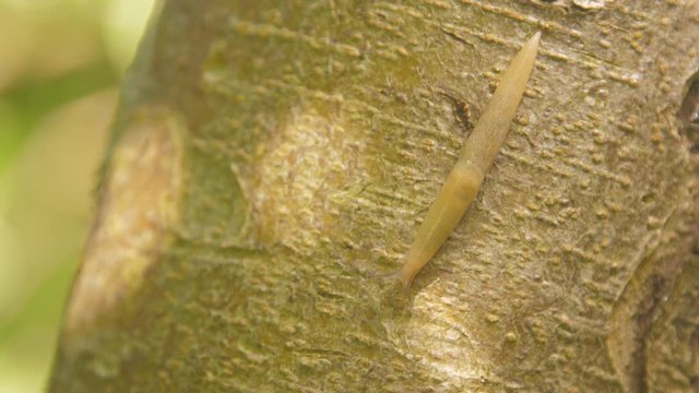 sticky slug crawls along thick tree trunk in search of leaves inhabiting in moist biotopes macro. Concept ecology fauna environment