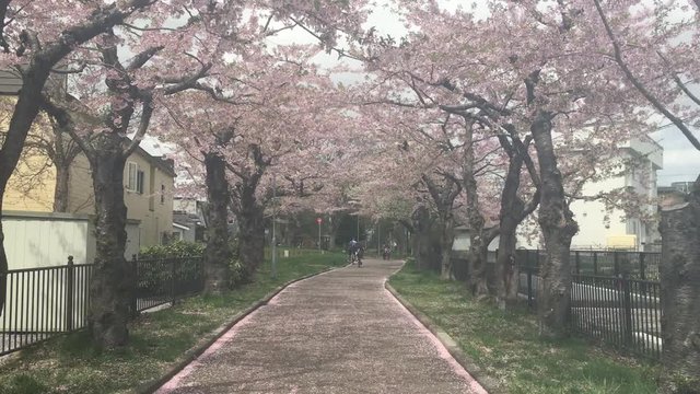 北海道のサクラの季節