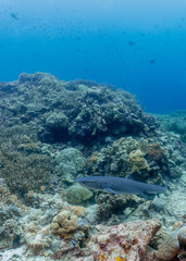 Whitetip Reef Shark swims on a colorful coral reef. Triaenodon obesus