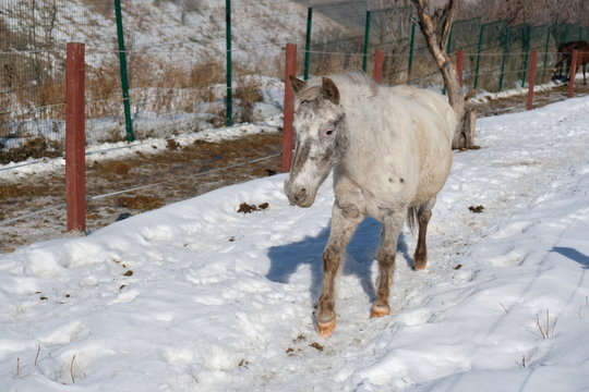 Several.equus Bilder Durchsuchen 813 Archivfotos, und
