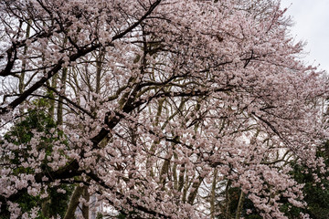 都会に咲く桜