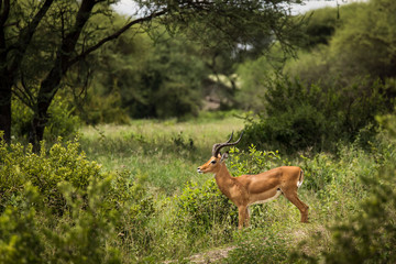 Closeup of Impala image taken on Safari located in the Tarangire, National park, Tanzania