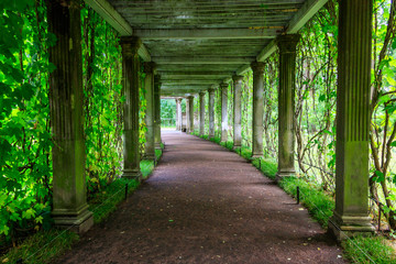 Old pergola-veranda 1865 in the Italian style twined with wild grapes at the Catherine Park in...