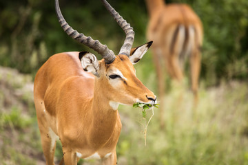 Closeup of Impala image taken on Safari located in the Tarangire, National park, Tanzania.