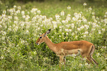 Closeup of Impala image taken on Safari located in the Tarangire, National park, Tanzania.