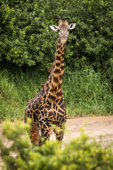 Portrait of a giraffe looking on the camera during safari in Tarangire National Park, Tanzania.