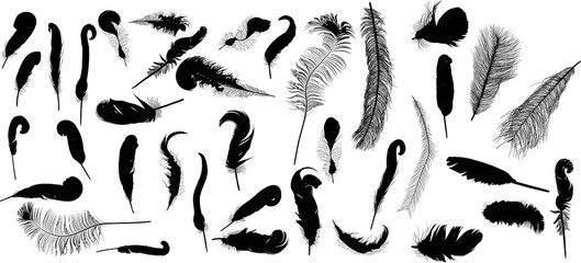 thirty seven black feathers on white