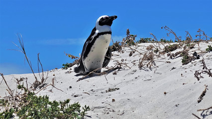 Amazing South African black-footed penguin. A beautiful penguin with black and white plumage stands on the sand against a bright blue sky. Around a few plants.