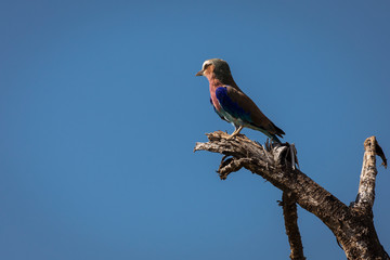 A colorful lilac-breasted roller sitting on tree during safari in Tarangire National Park, Tanzania.