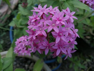 Hermosa Flor Rosada de Jardin