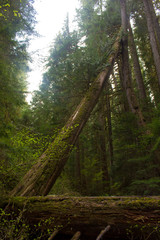 Fallen Tree Leaning Against Other Trees Over Hiking Trail with Nurse Log in Foreground at Bagby Hot Springs in Mt. Hood National Forest,  Oregon