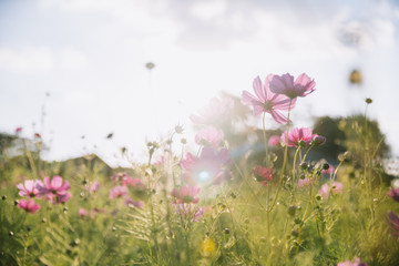 pink cosmos flower blooming in the field at morning