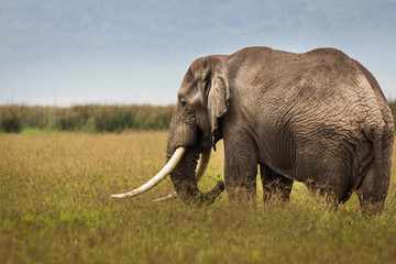 Naklejka na ściany i meble Elephant eating grass during safari in National Park of Ngorongoro, Tanzania.. Wild nature of Africa.