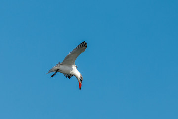 Caspian Tern hunting in New Zealand