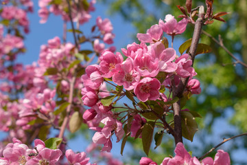 Flowers of a blossoming apple tree. Color Rouge, Hue Red. The concept of spring garden, aroma.