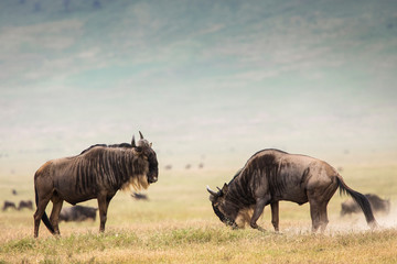 Two wildebeast during safari in National Park of Ngorongoro, Tanzania. Wild nature of Africa - Powered by Adobe