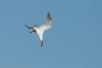 Fototapeta na wymiar Caspian Tern hunting in New Zealand