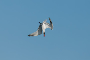 Caspian Tern hunting in New Zealand