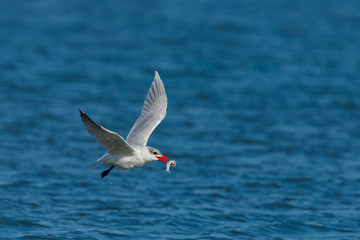 Fototapeta na wymiar Caspian Tern hunting in New Zealand