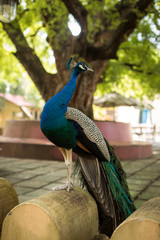 Close-up of a beautiful and colorful peacock in Zanzibar, Tanzania