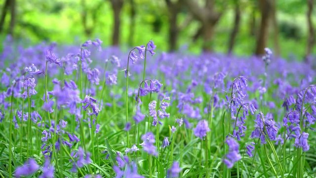 General views and details of the english bluebell in woods in lkley, West Yorkshire kingdom, wildflower, landscape, wild, e