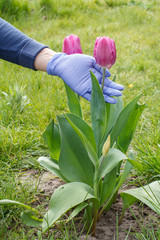 Female gardener looks after tulip flowers in the garden.