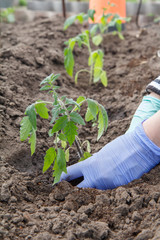Hands of female gardener planting tomato seedling in the garden.